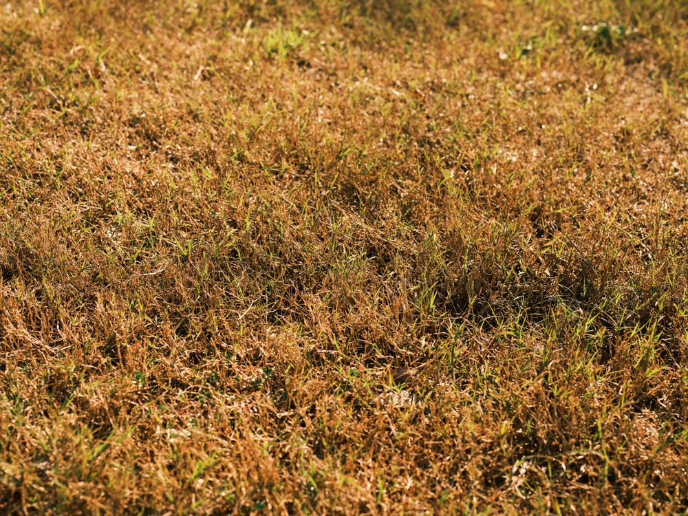 A patchy, weedy lawn before treatment